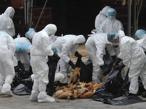 سازمان بهداشت جهانی از شیوع مجدد آنفلوآنزای پرندگان در شمال ایران خبر داد